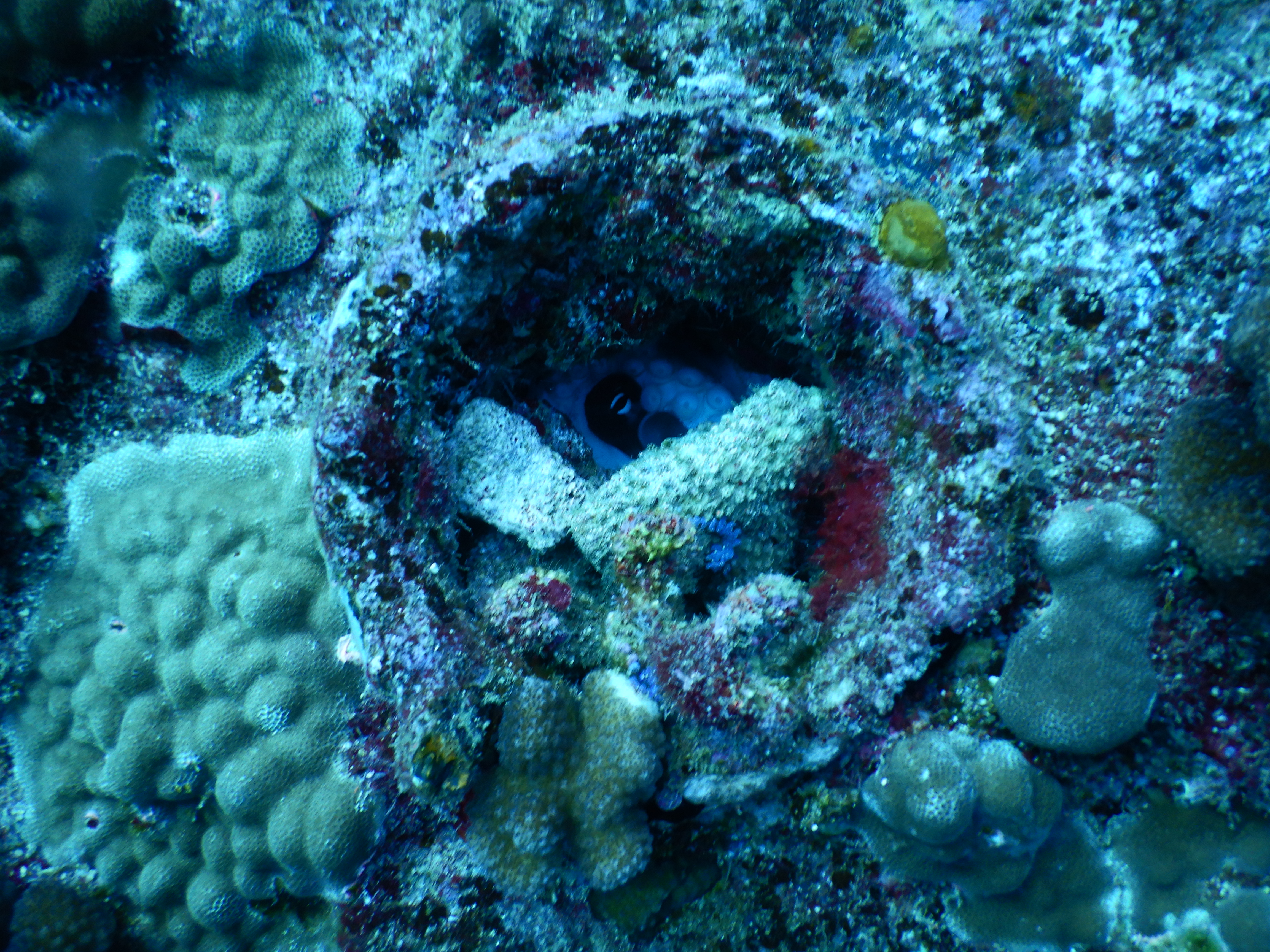 Dive Photo 12